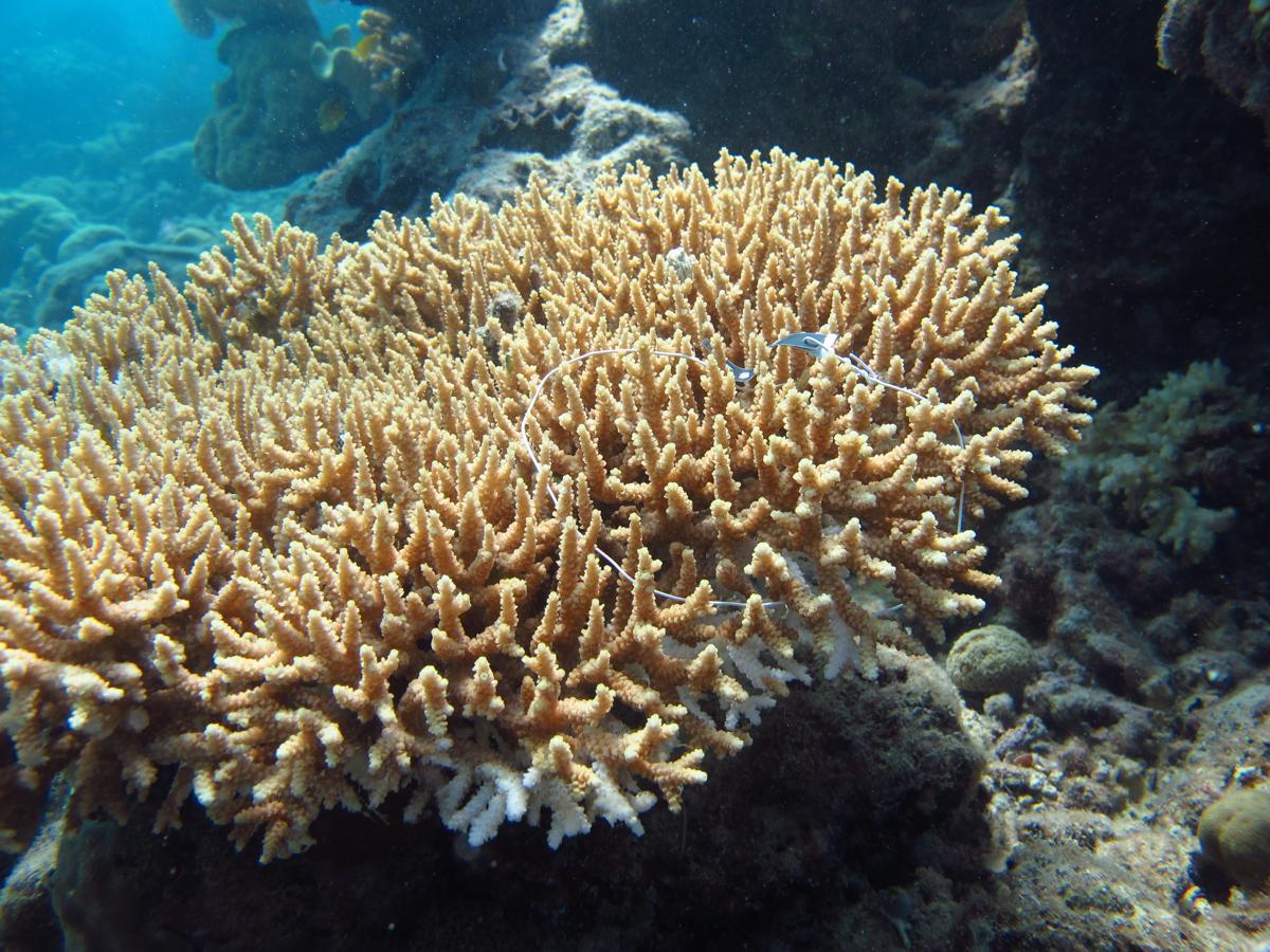 File Acropora Donei Masig HandWiki