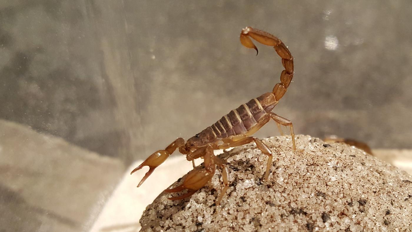 File Northern Scorpion Paruroctonus Boreus Handwiki