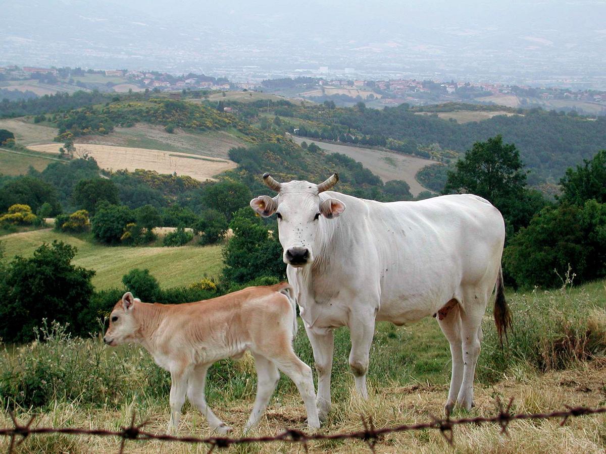 File Chianina Cow And Calf Tuscany HandWiki