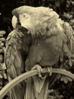 Color gradient map (sepia) palette sample image.png