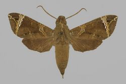 Antinephele achlora BMNHE813366 male up.jpg