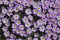Dionysia esfandiarii GotBot 2015 005.JPG