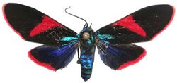 Cyanopepla scintillans - Costa Rica.jpg