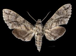 Ceratomia igualana MHNT CUT 2010 0 323 Comala Colima Mexico male dorsal.jpg