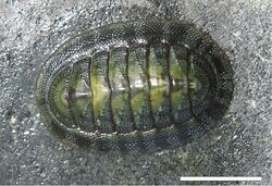 Radsia barnesii, Sur Playa Ramada.jpg