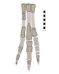 Imperobator Reconstructed Left Hind Limb.png