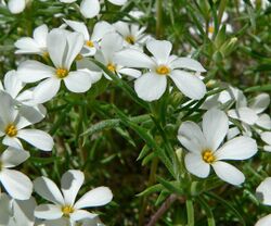 Linanthus nuttallii var pubescens 4.jpg