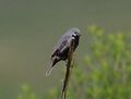 Sporophila melanogaster - Black-bellied seedeater (male).jpg