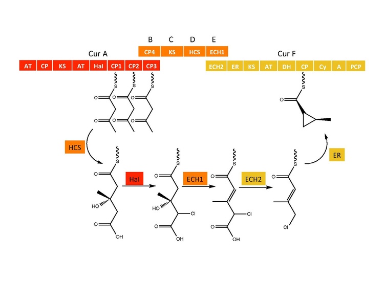 CuracinA Cyclopropyl Moiety Biosynthesis