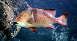 Lutjanus sebae in UShaka Sea World 0862a.jpg