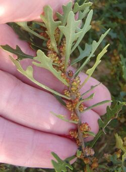 Myrica quercifolia Oak Waxberry 1.jpg