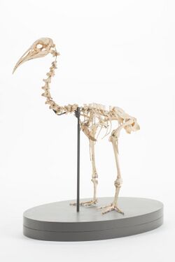Diaphorapteryx hawkinsi (AM LB572) 601694.jpg