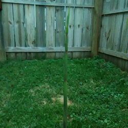 Dinochloa sipitangensis growing in coshocton OHIO when it originates from CHINA?.jpg