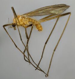 Molophilus flavus, Cader Idris, North Wales, June 2014 (16709799993).jpg