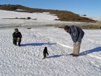 Two men looking at a penguin on a sunny day