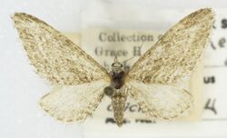 Eupithecia deserticola -26216 Det. John L. Sperry Borrego, California. March 1946 Noel Crickmer (49550918892).jpg