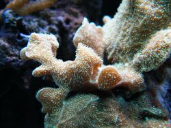 Cactus Coral.jpg