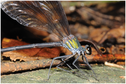 Psolodesmus mandarinus mandarinus with female of Hydrophylita emporos phoretic - journal.pone.0069331.g004.png