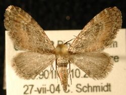 Eupithecia coloradensis.jpg