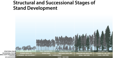 Figure shows the development of vegetation over time for the CwHw - Oak Fern Site Association. This is a forested ecosystem and the developmental stages are characterized by their structure, e.g., young forest, mature forest, old forest, or their successional status, e.g., maturing seral, to over-mature seral, to climax vegetation. The various stages can also be classified into more formal seral vegetation associations.