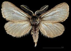 (MHNT) Penthophera morio - Vorchdorf Austria - male dorsal.jpg