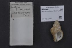 Naturalis Biodiversity Center - RMNH.MOL.196791 - Xanthochorus buxeus (Broderip, 1833) - Muricidae - Mollusc shell.jpeg