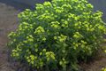 Dionysia viva GotBot 2015 03.jpg
