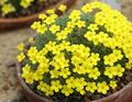 Dionysia sarvestanica GotBot 2015 003.JPG
