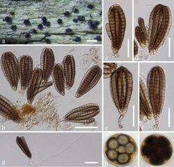 Dictyocheirospora bannica (10.3897-mycokeys.36.27051) Figure 2.jpg