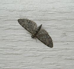 Eupithecia jejunata (moth) - Flickr - Jay Sturner.jpg