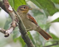Philydor erythropterum - Chesnut-winged foliage-gleaner; Providencia, Sucumbios, Equador.jpg