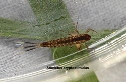 Ameletid mayfly, Ameletus cryptostimulus (23503475424).jpg