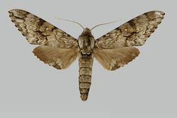 Macropoliana cadioui JH053 male up edi.jpg