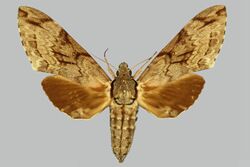 Psilogramma orientalis BMNHE272225 female up.jpg