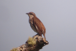 7577 Stripe-breasted Rhabdornis 1 1847385412 cropped.png