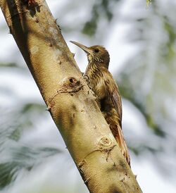 Lepidocolaptes fatimalimae - Inambari woodcreeper.jpg
