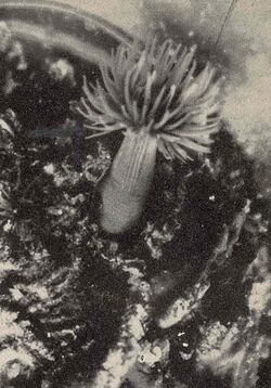 FMIB 39069 Cylista leucolena.jpeg