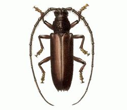 Biologia Centrali-Americana - Sphallenum robustum.jpg