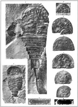 The Eurypterida of New York plate 20.jpg