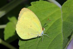 Cramer's little sulphur (Eurema nise nise).JPG