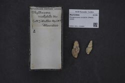Naturalis Biodiversity Center - RMNH.MOL.132684 - Phrygiomurex sculptilis (Reeve, 1844) - Muricidae - Mollusc shell.jpeg