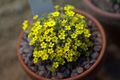 Dionysia haussknechtii GotBot 2015 01.jpg