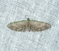 咪球果尺蛾-隱黃球果尺蛾 Eupithecia megaproterva Inoue,1988 (14294314513).jpg