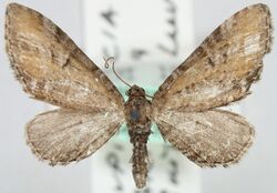 Eupithecia subbrunneata (syn.- E. carissima).jpg