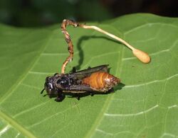Ophiocordyceps sphecocephala group (593563).jpg