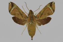 Antinephele marcida BMNHE813369 female up.jpg