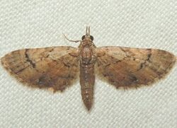 Eupithecia palpata - Small Pine Looper Moth (15898949239).jpg