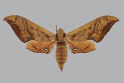 Orecta lycidas lycidas BMNHE813883 female up.jpg