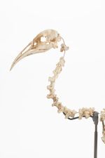 Image of fossil bones from the collection of Auckland Museum