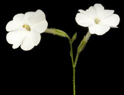 Nicotiana rosulata subsp. rosulata - Flickr - Kevin Thiele (1).jpg
